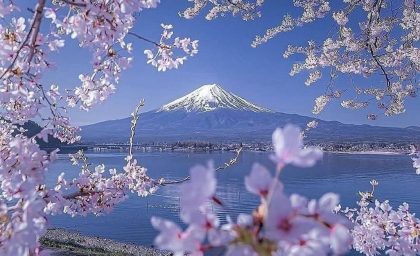 شکوفه‌های گیلاس دیدنی در ژاپن؛ چشم‌اندازی خیره‌کننده از بهار+عکس