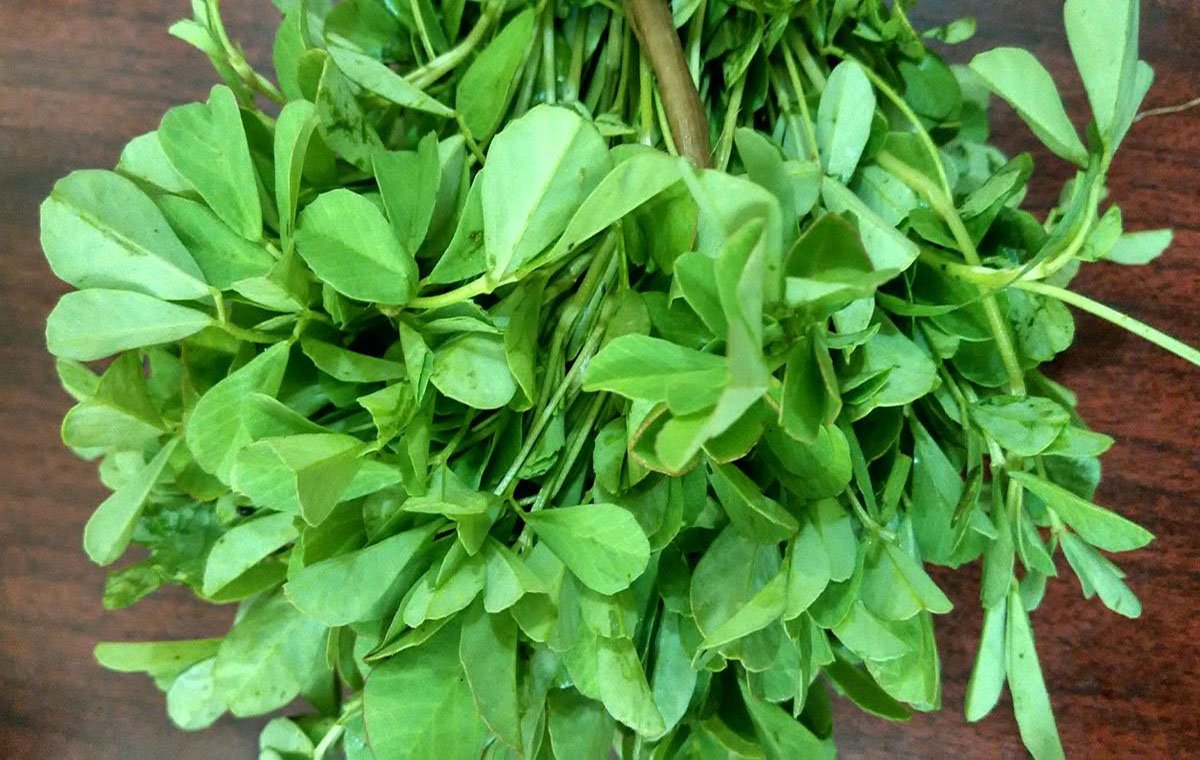 فواید شنبلیله برای رفع سرفه !