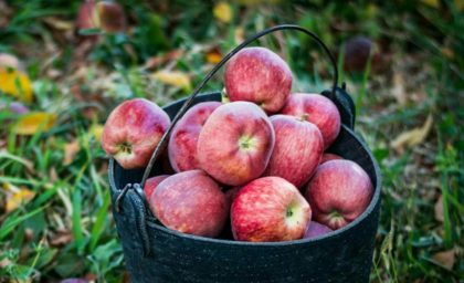 معجزه خوردن سیب ناشتا؛ از دیابت تا سرطان