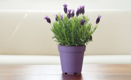 میخک: محافظ طبیعی گیاهان در برابر آفات و قارچ‌ها