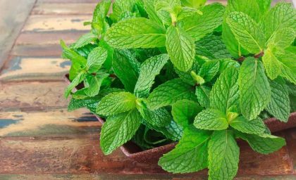 خانم ها از مصرف این سبزی های خشک غال نشوند / فواید بی نظیر 6 سبزی خشک برای بانوان + چرا این سبزی‌ها برای خانم‌ها مفیدند؟