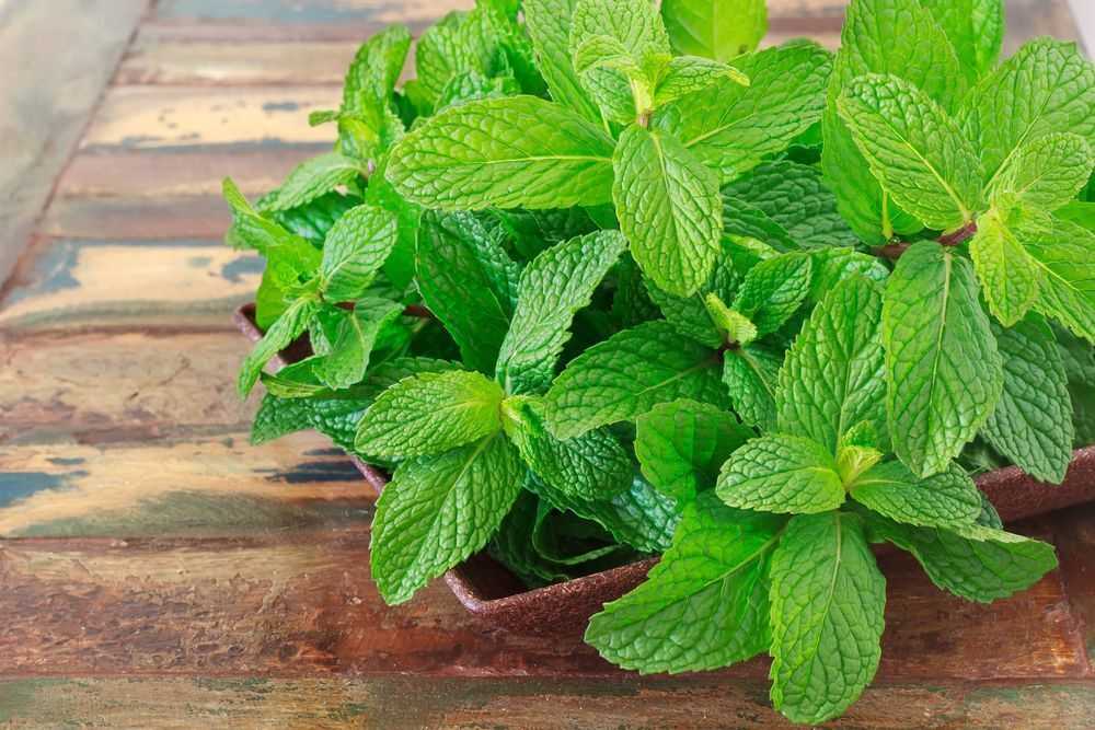 خانم ها از مصرف این سبزی های خشک غال نشوند / فواید بی نظیر 6 سبزی خشک برای بانوان + چرا این سبزی‌ها برای خانم‌ها مفیدند؟