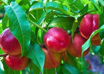 هسته این میوه سمی است و باعث مرگ می‌شود
