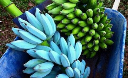 کشف جالب: موزهای آبی رنگ با طعم وانیل در هاوایی!