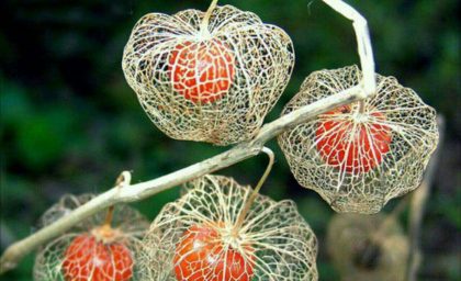 گیاه فانوس چینی؛ نمادی از حیات پس از مرگ