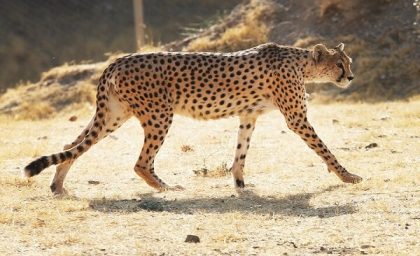 تلاش برای جلوگیری از منقرض شدن تنها یوزپلنگ ایرانی+ جزییات