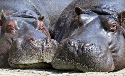 Bioxenophobia: سرنوشت نامشخص Hippos بیگانه کلمبیا