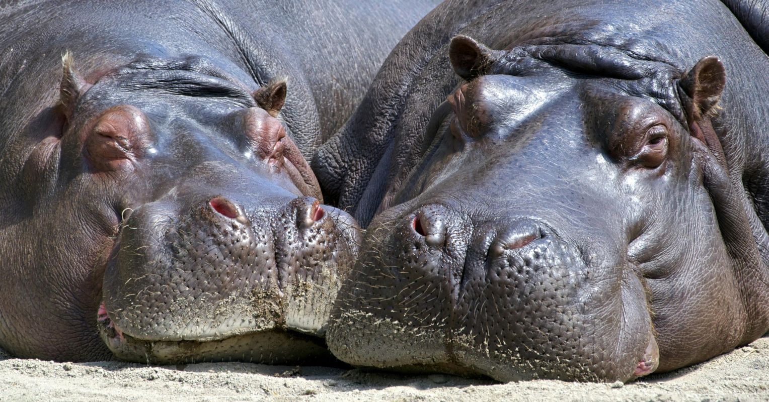 Bioxenophobia: سرنوشت نامشخص Hippos بیگانه کلمبیا