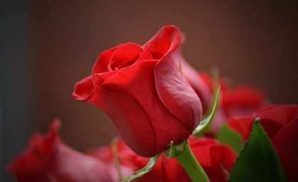 آیا می‌دانید گل‌ها چه شفابخش‌های شگفت‌انگیزی در خود دارند؟