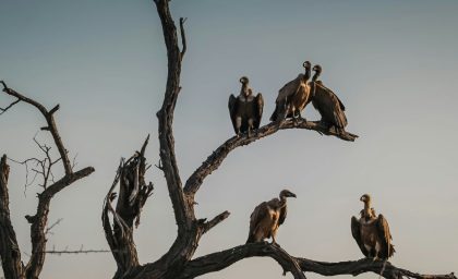 برنامه ریزی املاک برای خانواده های درگیری