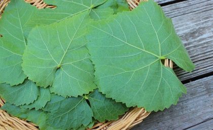 برگ مو درمانی طبیعی برای درد مفاصل و روماتیسم