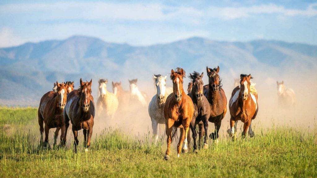 تصاویر دیدنی کوچ اسب‌های وحشی دیلمان + فیلم