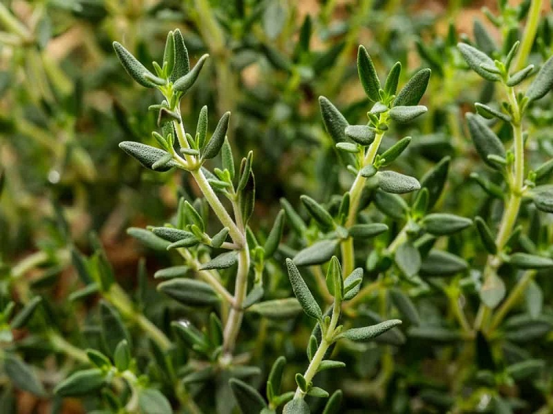 درمان دردهای سینوسی و فشار عصبی با دمنوش آویشن؛ راهکاری طبیعی و موثر
