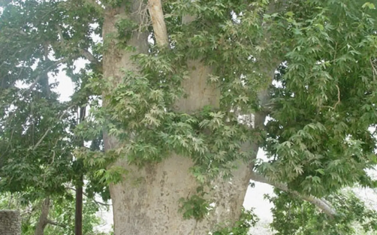 زیبایی باشکوه درخت چنار روستای ون کاشان + فیلم