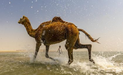 شادی وصف نشدنی یک شتر از اولین ملاقات با دریا + فیلم