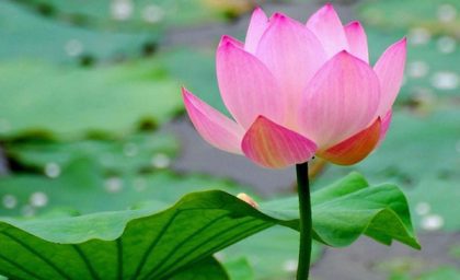لحظه جالب تولید اکسیژن در زیر آب توسط نیلوفر آبی + فیلم