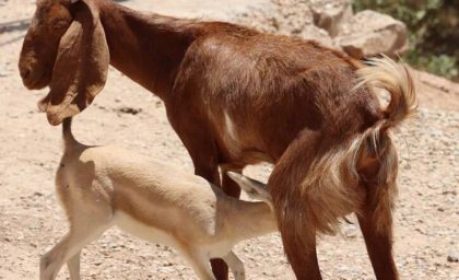 مادر کردن بز کوچکی که بچه خود را از دست داده برای بچه آهوی یتیم + فیلم