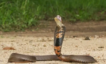 🐍 مردی که با ۲۰۰ بار مارگزیدگی، به ساخت پادزهر کمک می‌کند!