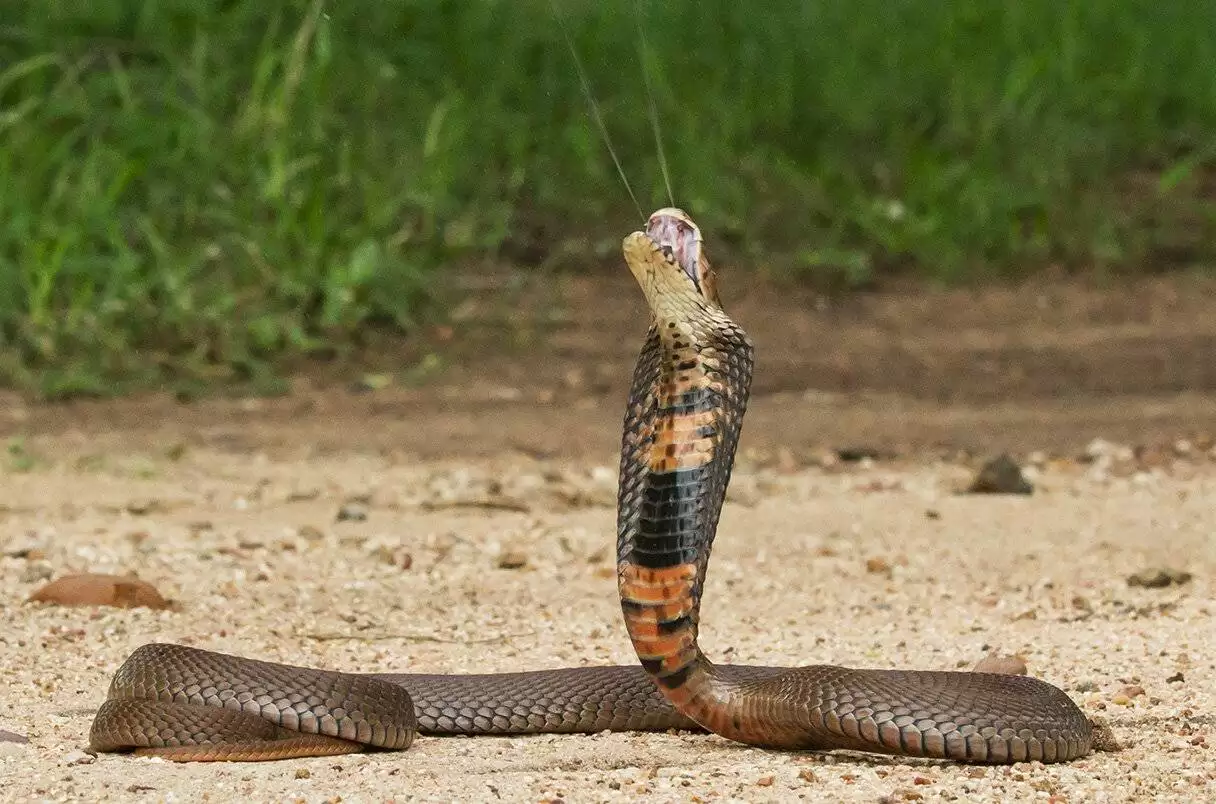 🐍 مردی که با ۲۰۰ بار مارگزیدگی، به ساخت پادزهر کمک می‌کند!