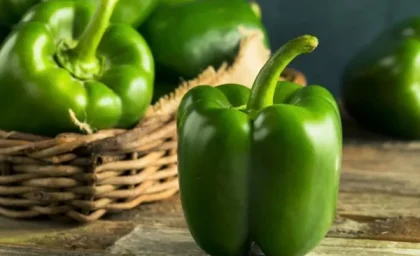 کدام فلفل دلمه برای پخت مناسب‌تر است؟