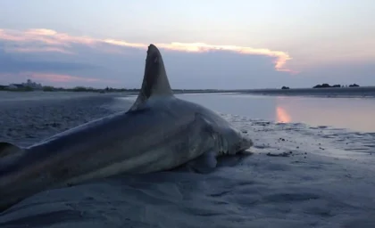 گله کوسه‌ها در سواحل برزیل؛ پدیده‌ای طبیعی و دیدنی