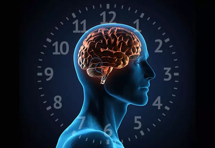 بررسی ساعت های بیولوژیکی بدن و عملکرد در ساعات مختلف روز