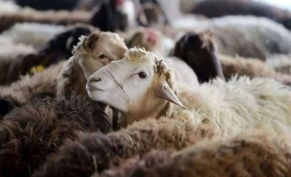 گوسفندها افسار پاره کردند/ قیمت نجومی گوشت گوسفند بازار را تکان داد+ جزییات