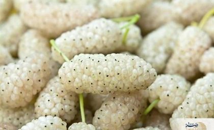 خواص شگفت‌انگیز توت سفید/ چرا باید آن را در رژیم غذایی خود داشته باشید؟