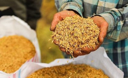 برداشت برنج در روستای منگلاب شهر بهنمیر + عکس