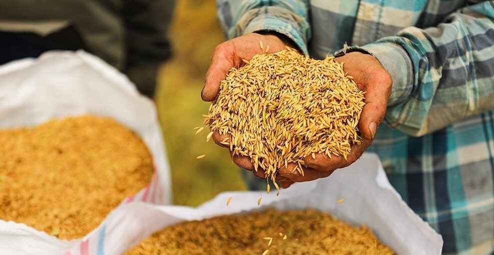 برداشت برنج در روستای منگلاب شهر بهنمیر + عکس