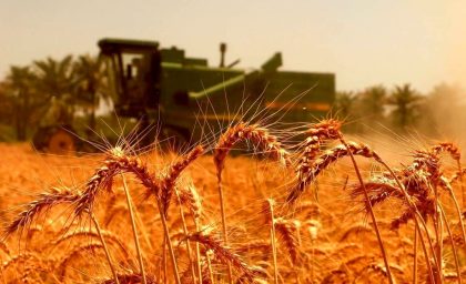 نرخ خرید تضمینی گندم در خبر مهمی از وزیر جهادکشاورزی / قیمت رسمی گوشت، مرغ و تخم‌ مرغ اعلام شد