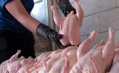 مرغ با قیمت جدید؛ نرخ مصوب 135 هزار تومان اعلام شد