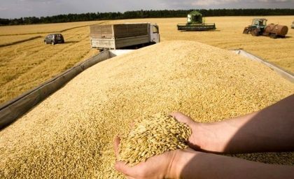واردات گندم ضرورتی موقت است