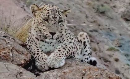 ثبت تصاویر بزرگ‌ترین پلنگ دنیا در ارتفاعات خراسان + فیلم