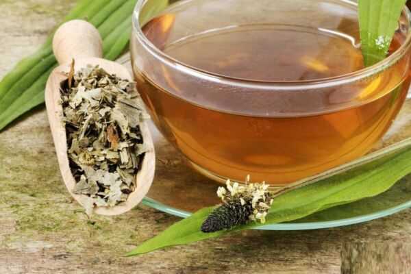 هفت خاصیت اعجاب‌انگیز گیاه دم‌اسب که هیچ کس درباره آن نمی‌داند! / 🌿 دم‌اسب، گیاه شگفتی‌ها؛ هفت فایده ناب که سلامتی و زیبایی شما را دگرگون می‌کند!
