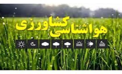 ضرورت تسریع کشت گندم دیم در مناطق سردسیر
