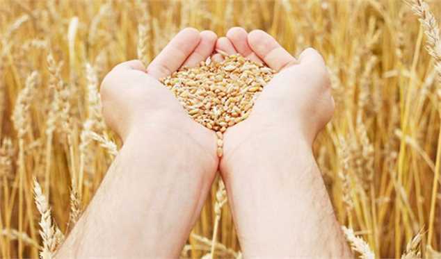 بررسی قیمت گندم امروز در کمیسیون تخصصی کشاورزی / تعیین نرخ جدید گندم برای بازار و کشاورزان / کمیسیون تخصصی قیمت‌گذاری گندم جلسه برگزار می‌کند: آخرین تغییرات احتمالی نرخ امروز اعلام می‌شود**