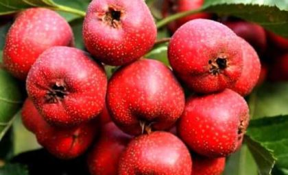 دمنوش زالزالک و قلب سالم؛ چگونه این نوشیدنی طبیعی فشار خون و کلسترول را کنترل می‌کند؟ / راز سلامت قلب؛ دمنوش زالزالک، تقویت عروق و پیشگیری از بیماری‌های قلبی