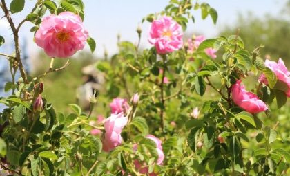 برداشت سالانه ۴۲۰۰ تن گل محمدی در لرستان | عطر گلاب در گلستان‌ های الیگودرز پیچید / هر هکتار ۷۰۰ میلیون تومان درآمد؛ اشتغال ۱۵۰ نفر در فصل برداشت + واحدهای فرآوری فعال