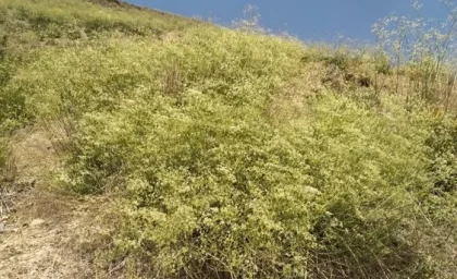 محیط زیست و گونه‌های در معرض خطر ۳۱ خرداد ۱۴۰۵ | تلاش جدی برای نجات «زنیان پیرکوه»؛ گونه‌ای در آستانه انقراض / تغییرات اقلیمی و چرای بی‌رویه، این گیاه نادر را در منطقه حفاظتشده تنگ صیاد تهدید می‌کند + برنامه جامع اداره کل محیط زیست برای احیای آن