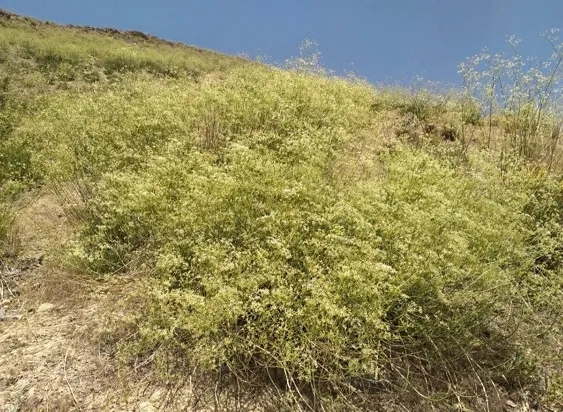 محیط زیست و گونه‌های در معرض خطر ۳۱ خرداد ۱۴۰۵ | تلاش جدی برای نجات «زنیان پیرکوه»؛ گونه‌ای در آستانه انقراض / تغییرات اقلیمی و چرای بی‌رویه، این گیاه نادر را در منطقه حفاظتشده تنگ صیاد تهدید می‌کند + برنامه جامع اداره کل محیط زیست برای احیای آن