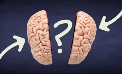 پژوهش تازه پرده برداشت؛ آیا مغز افراد منطقی واقعاً با دیگران فرق می‌کند؟ / دانشمندان به یک تفاوت جالب در مغز افراد منطقی رسیدند / پاسخی که شاید نگاه شما به تصمیم‌گیری را تغییر دهد