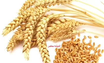 قیمت گندم 1405 | پرداخت مطالبات گندمکاران خوزستان ۳۰ خرداد ۱۴۰۵ | ۴۰ درصد از مطالبات کشاورزان واریز شد؛ باقیمانده طی روزهای آینده به صورت مرحله‌ای پرداخت می‌شود / رئیس سازمان جهاد کشاورزی: تسویه کامل در اولویت برنامه‌هاست + کشاورزان: تا الان یک ریال واریز نشده است**