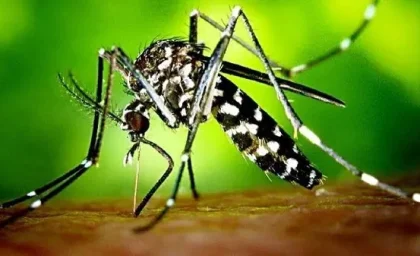 هزار مورد ابتلا به تب دنگی در جنوب سیستان و بلوچستان؛ زنگ خطر برای گسترش بیماری در سواحل مکران