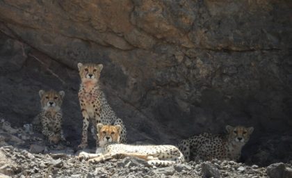 محیط زیست و حیات وحش ایران ۱۱ تیر ۱۴۰۵ | ۳ استان برای حفاظت از هلیا و توله‌هایش به خط شدند / آخرین وضعیت ماده‌یوز میاندشت و ۳ توله یک‌ساله در یوزکنام + جزئیات