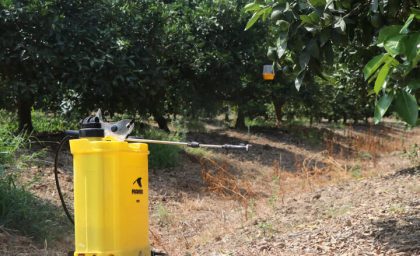 مگس مدیترانه ای به جان باغ های شمال افتاد؛ بخش بزرگی از سموم کشاورزی برای مهار این آفت مصرف می شود / بحران مگس مدیترانه ای در شمال جدی شد؛ ۴۵ درصد سموم کشاورزی منطقه برای مقابله با این آفت هزینه می شود
