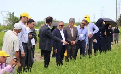 رونمایی از ۲ رقم جدید برنج «تی‌تی» و «کویر» در گیلان؛ گام تازه برای افزایش تولید برنج / دو رقم جدید برنج «تی‌تی» و «کویر» در گیلان معرفی شدند؛ تحول در کشت ارقام بومی / رونمایی از ارقام جدید برنج «تی‌تی» و «کویر»؛ دستاورد تازه پژوهشگران کشاورزی در گیلان
