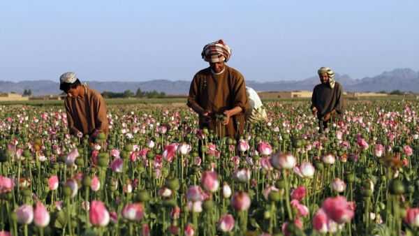 خواص دانه خشخاش؛ از بهبود گوارش تا تقویت استخوان‌ها + هشدار جدی درباره انواع نشسته