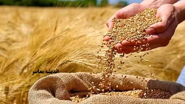 خواص سبوس گندم؛ از درمان یبوست تا کاهش خطر سرطان روده بزرگ / راهنمای کامل مصرف و هشدارهای مهم