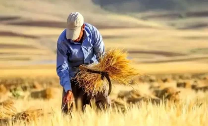 پرداخت ۴.۴ همت از مطالبات گندمکاران / رکورد خرید گندم در قزوین شکسته شد؛ پیش بینی ۲۱۵ هزار تن تا پایان فصل / خبر مهم برای گندمکاران قزوین؛ ۴۴ درصد مطالبات پرداخت شد + جزئیات